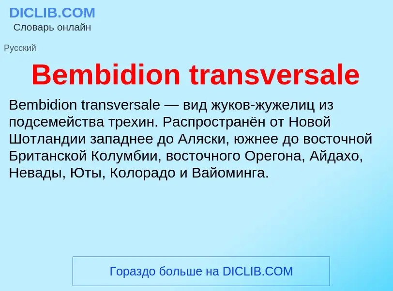 Τι είναι Bembidion transversale - ορισμός