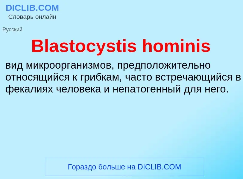 What is Blastocystis hominis - meaning and definition