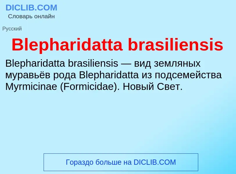 What is Blepharidatta brasiliensis - meaning and definition