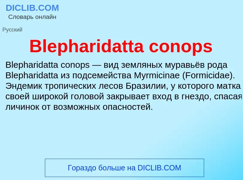 What is Blepharidatta conops - meaning and definition