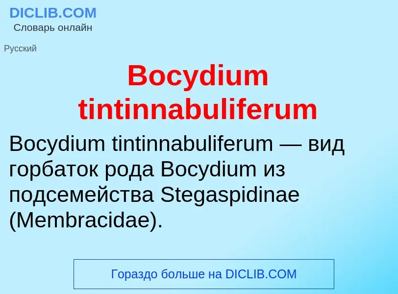 What is Bocydium tintinnabuliferum - meaning and definition