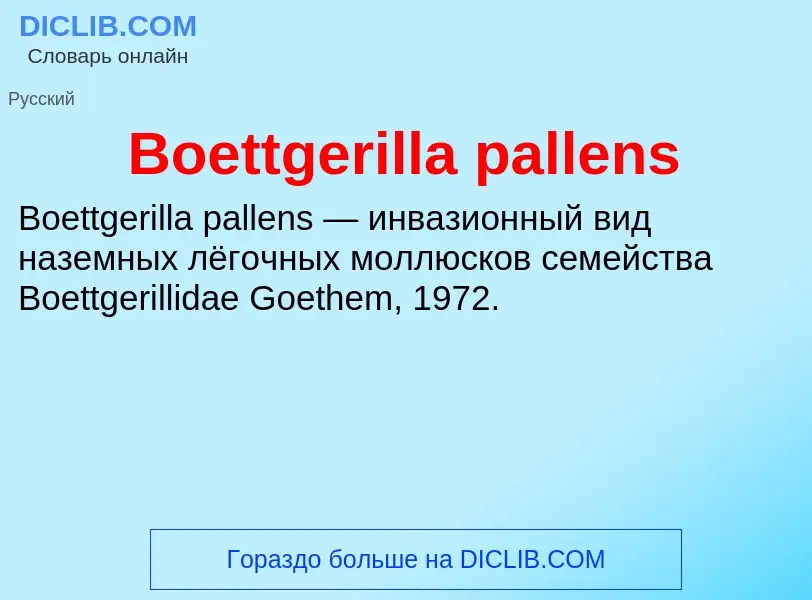 What is Boettgerilla pallens - meaning and definition