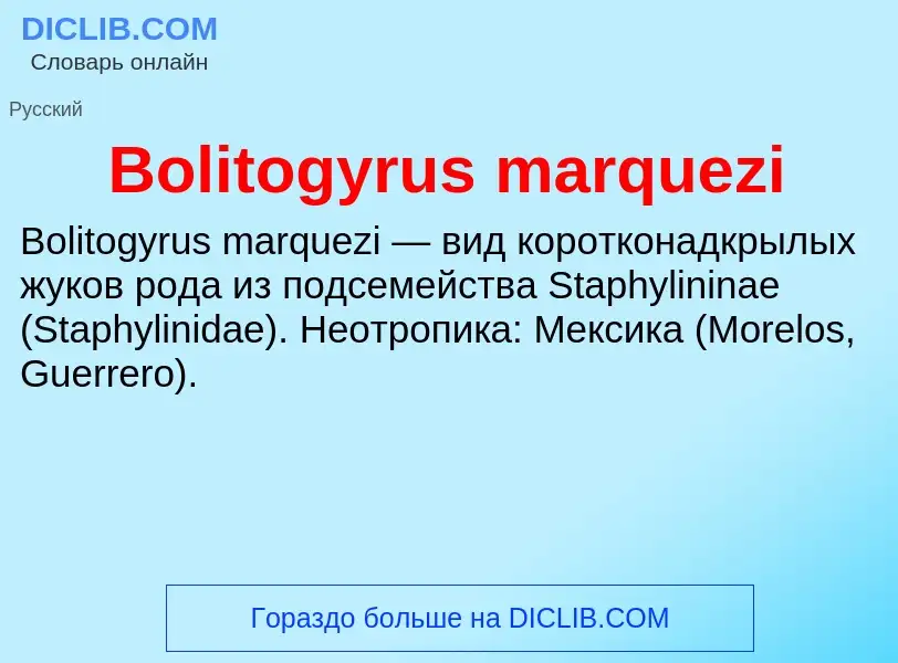 What is Bolitogyrus marquezi - meaning and definition