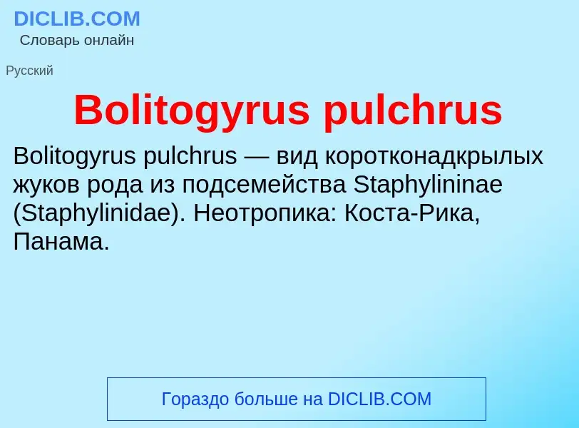 What is Bolitogyrus pulchrus - meaning and definition