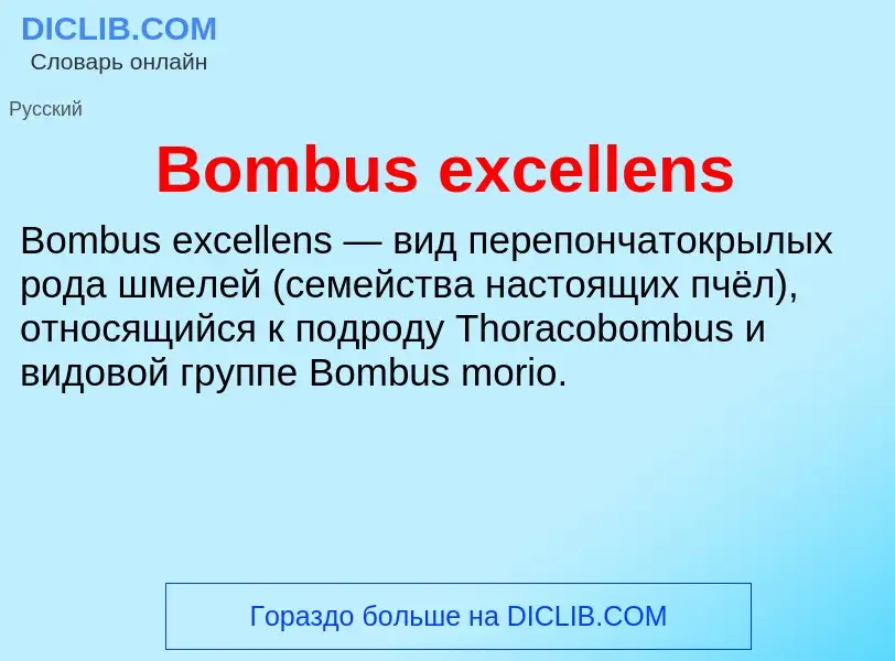 What is Bombus excellens - meaning and definition