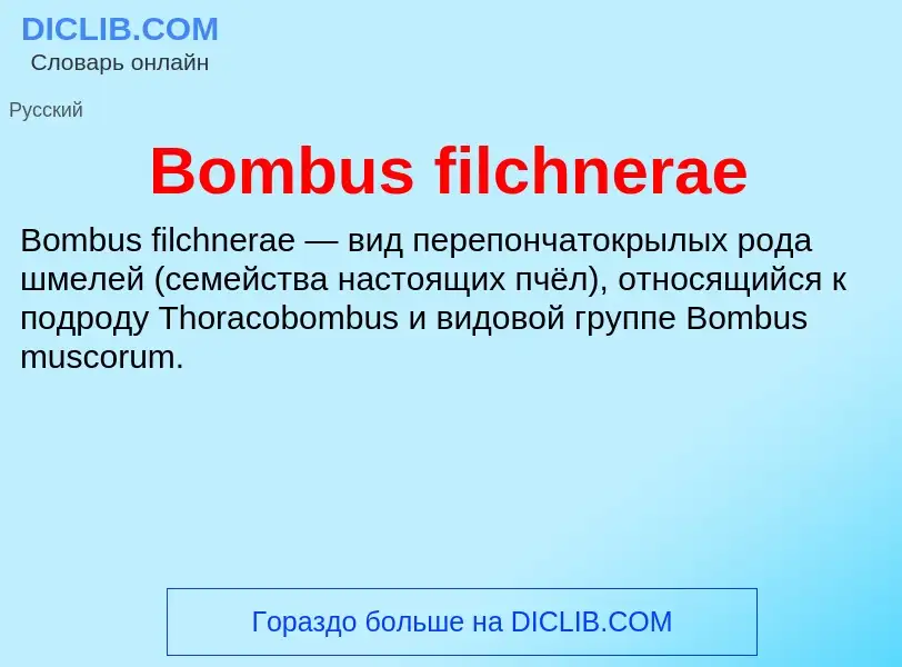 What is Bombus filchnerae - meaning and definition