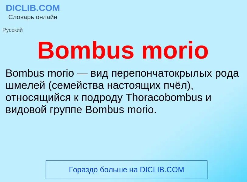 What is Bombus morio - meaning and definition