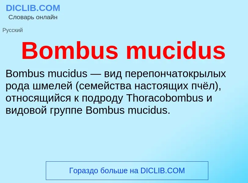 What is Bombus mucidus - meaning and definition