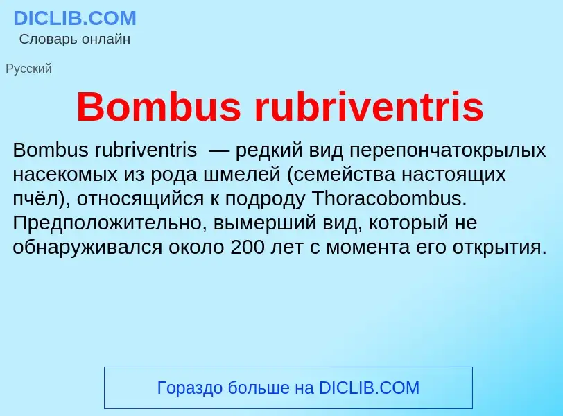 What is Bombus rubriventris - meaning and definition