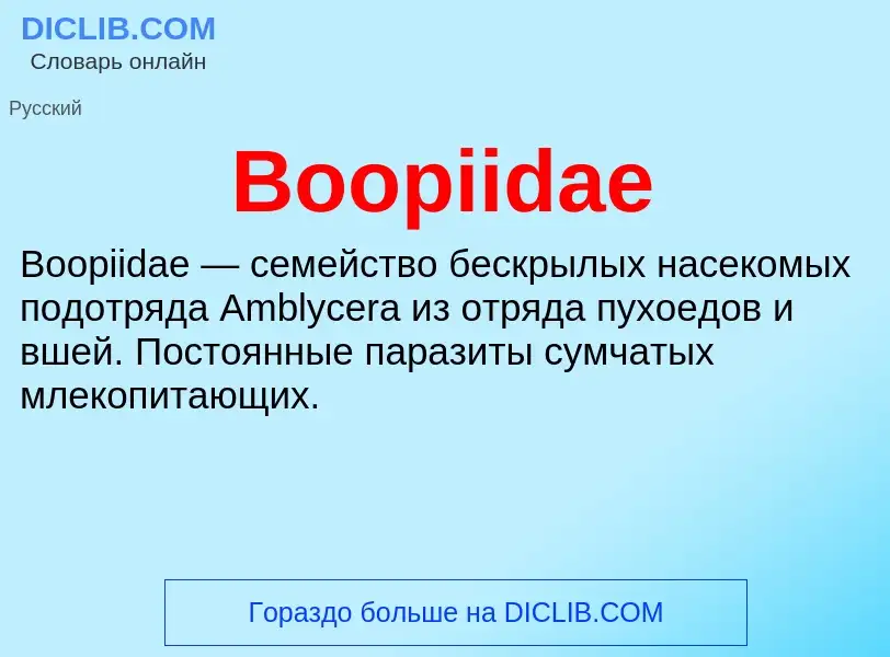 Was ist Boopiidae - Definition