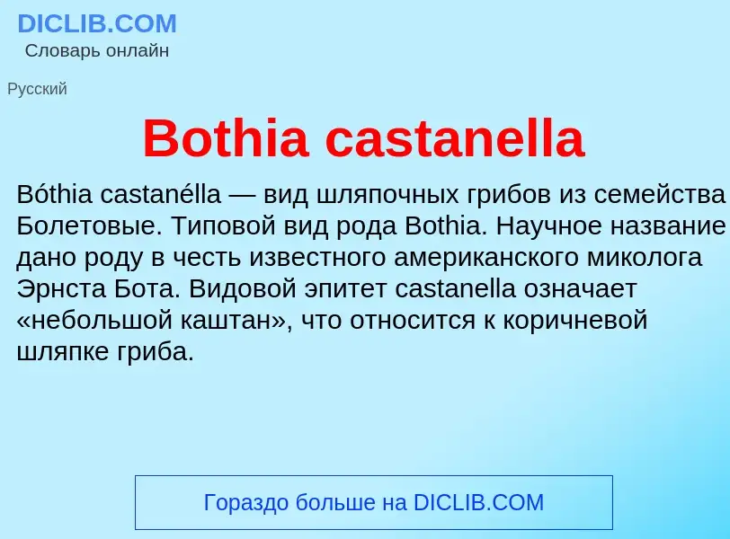 Was ist Bothia castanella - Definition