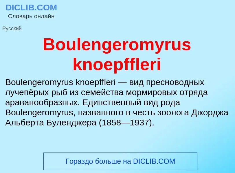 Was ist Boulengeromyrus knoepffleri - Definition