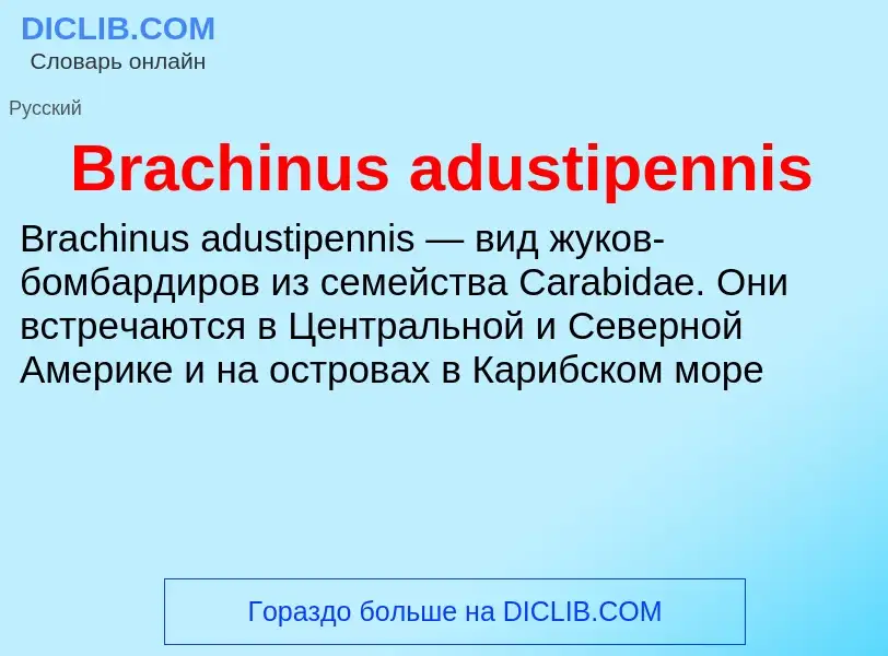 Was ist Brachinus adustipennis - Definition