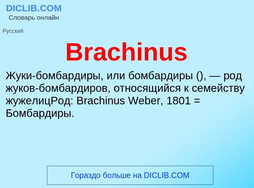 Was ist Brachinus - Definition