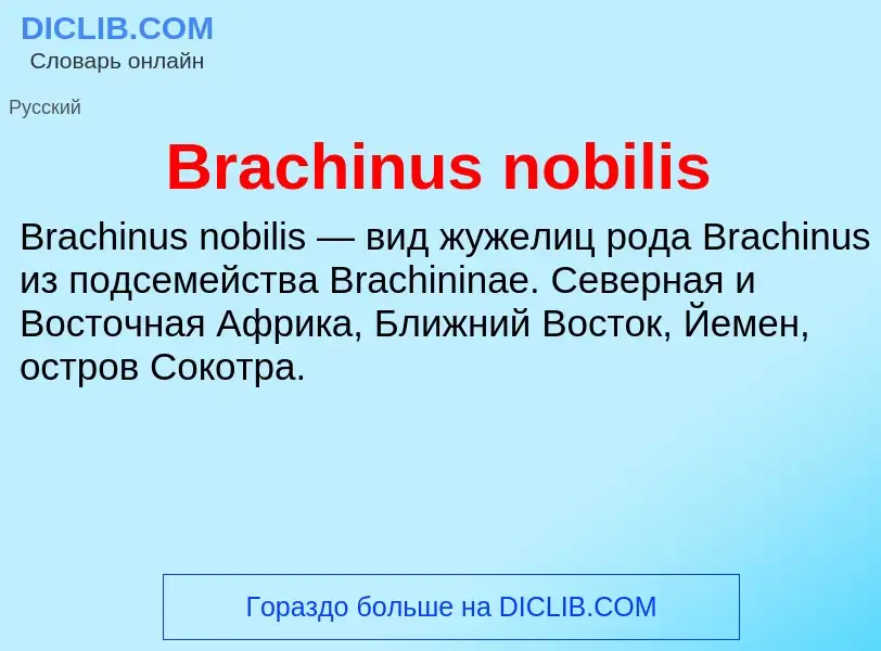 What is Brachinus nobilis - meaning and definition