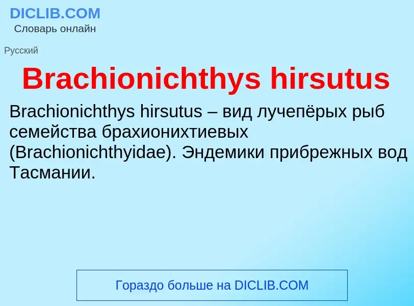 What is Brachionichthys hirsutus - meaning and definition