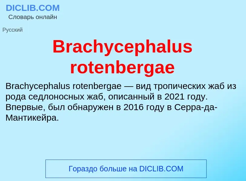 What is Brachycephalus rotenbergae - meaning and definition