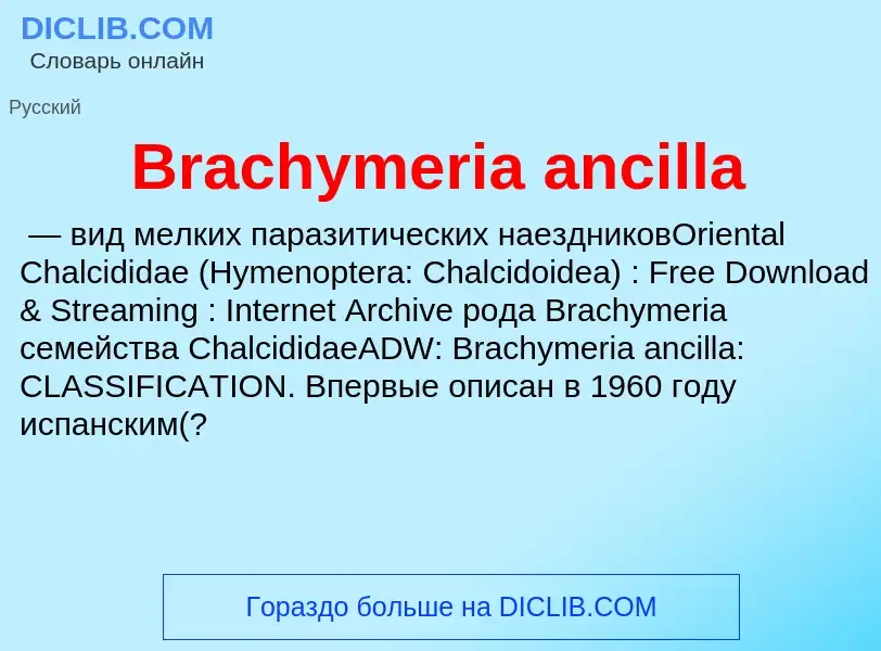 Was ist Brachymeria ancilla - Definition