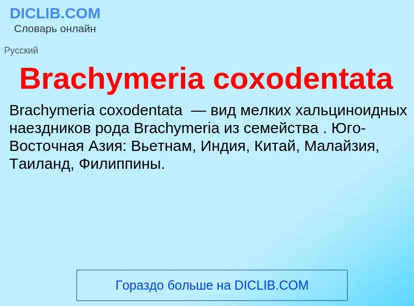 What is Brachymeria coxodentata - meaning and definition