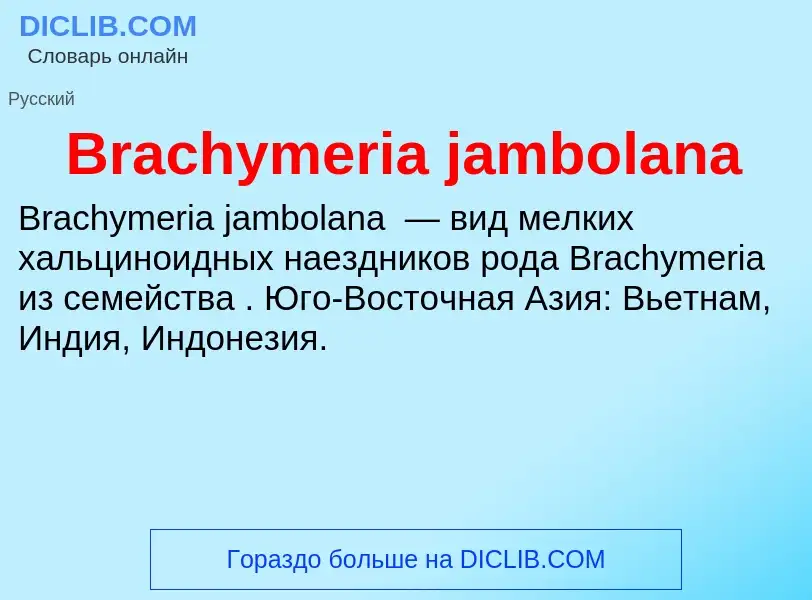 Was ist Brachymeria jambolana - Definition