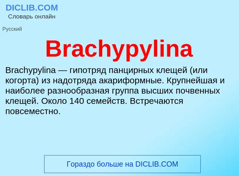 Was ist Brachypylina - Definition