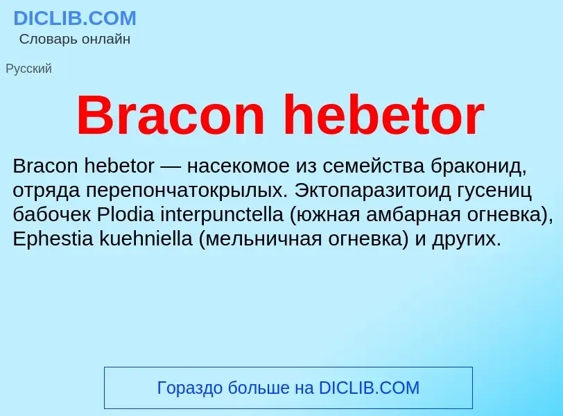 Was ist Bracon hebetor - Definition