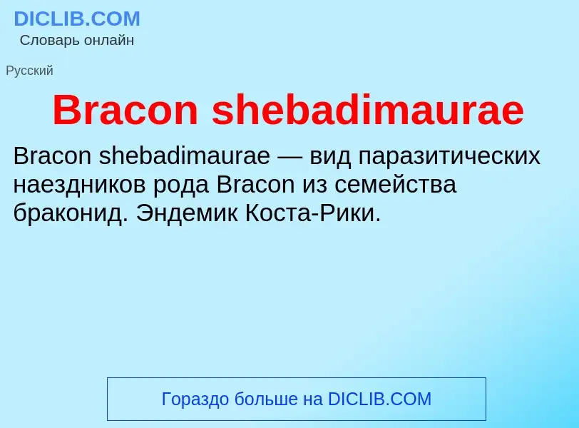 What is Bracon shebadimaurae - meaning and definition