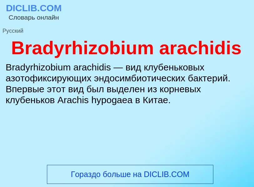 Was ist Bradyrhizobium arachidis - Definition