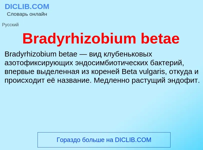 Was ist Bradyrhizobium betae - Definition