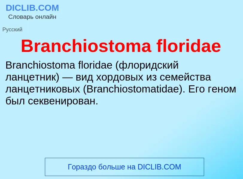 Wat is Branchiostoma floridae - definition