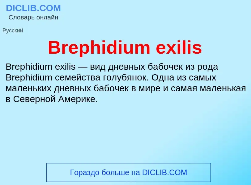 Что такое Brephidium exilis - определение