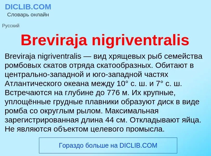 Was ist Breviraja nigriventralis - Definition