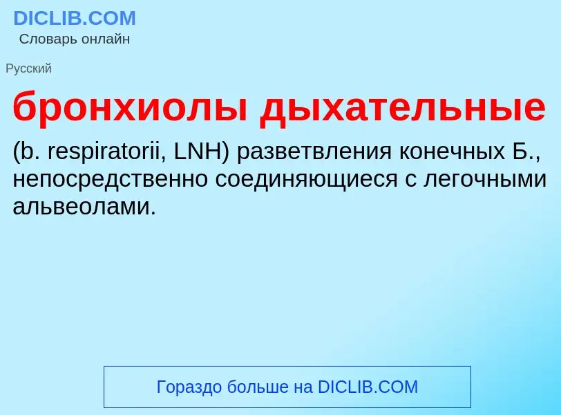 Was ist бронхиолы дыхательные  - Definition