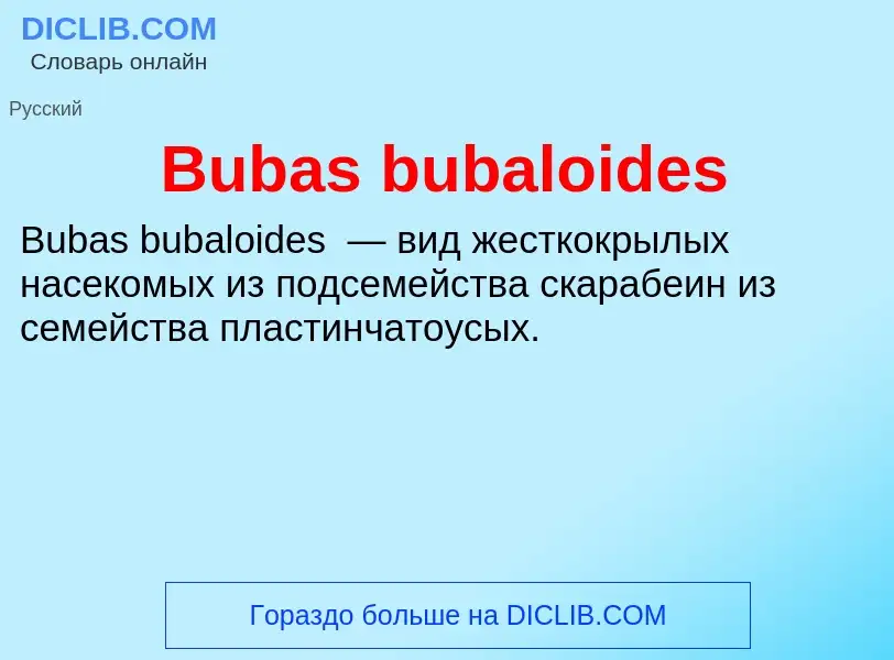 ¿Qué es Bubas bubaloides? - significado y definición