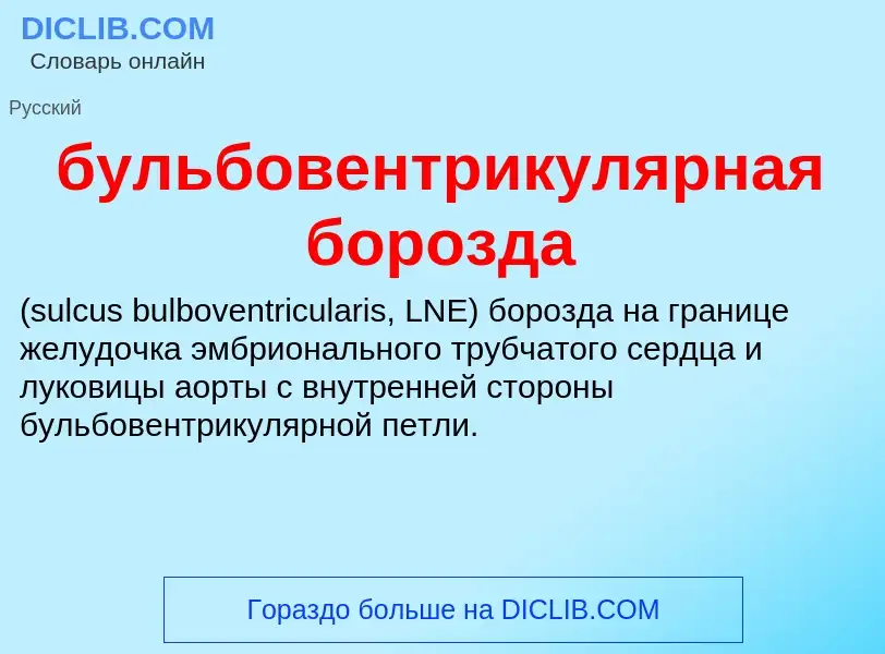 Что такое бульбовентрикулярная борозда  - определение