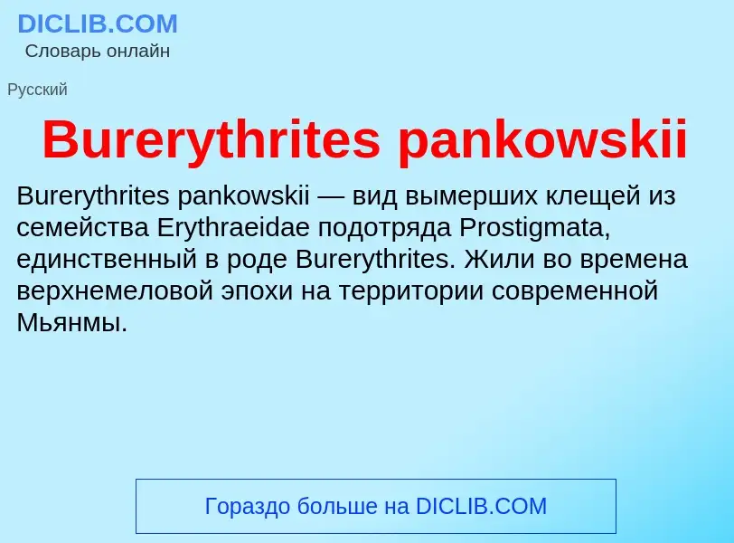 Что такое Burerythrites pankowskii - определение