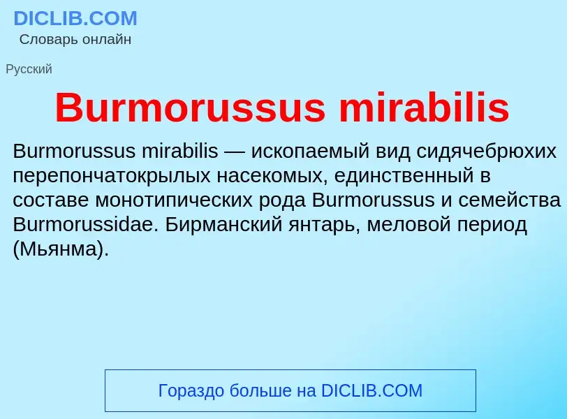 Что такое Burmorussus mirabilis - определение