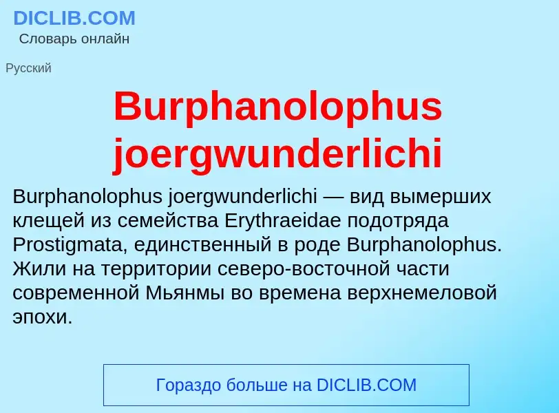 Che cos'è Burphanolophus joergwunderlichi - definizione