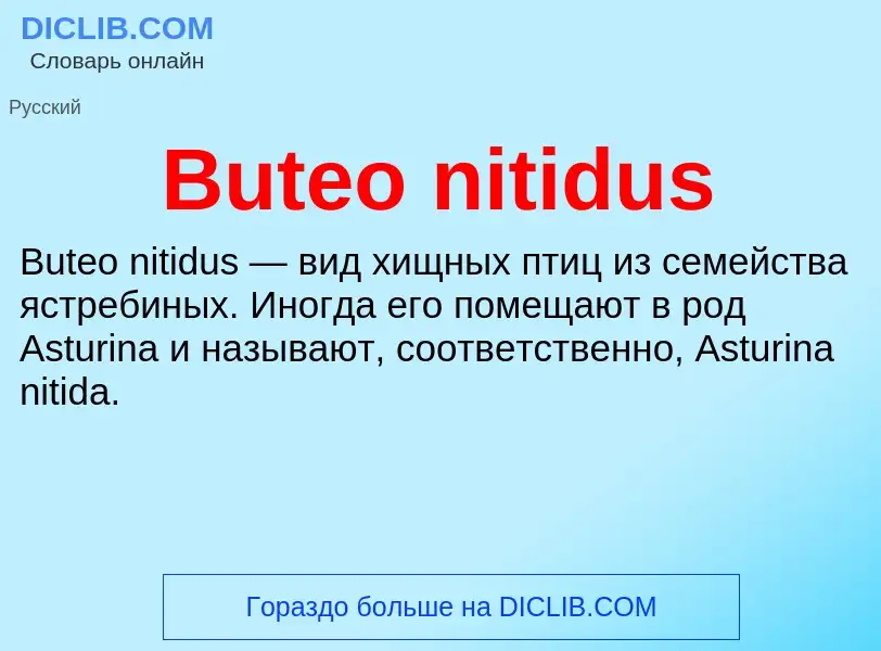 Was ist Buteo nitidus - Definition