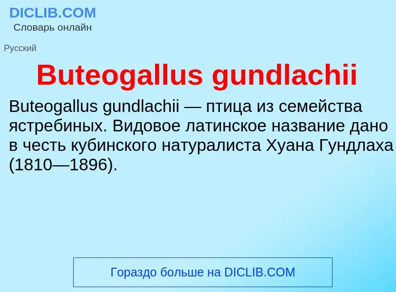 Che cos'è Buteogallus gundlachii - definizione