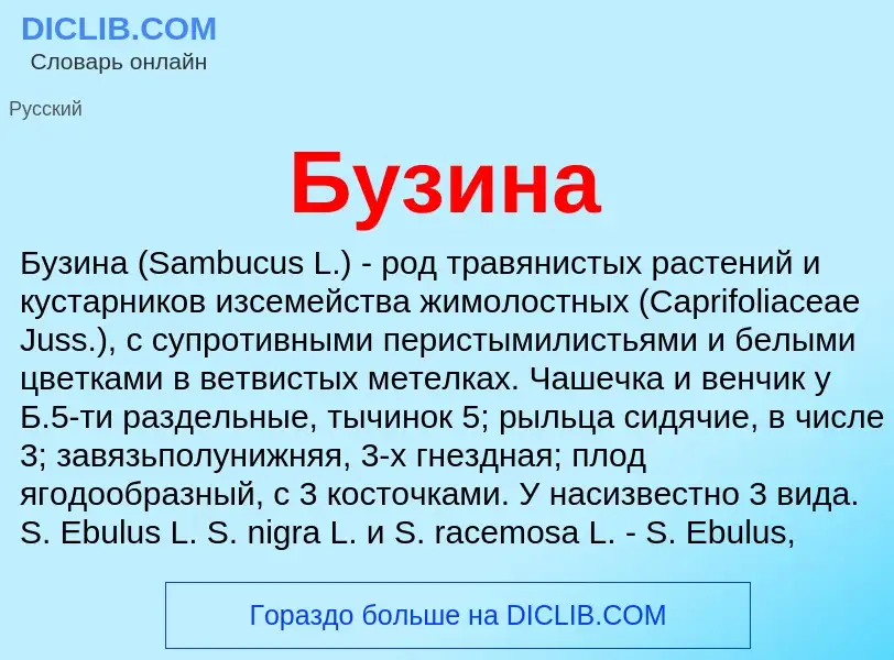 Wat is Бузина - definition