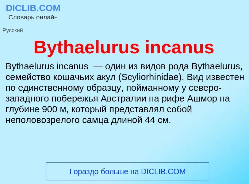 ¿Qué es Bythaelurus incanus? - significado y definición