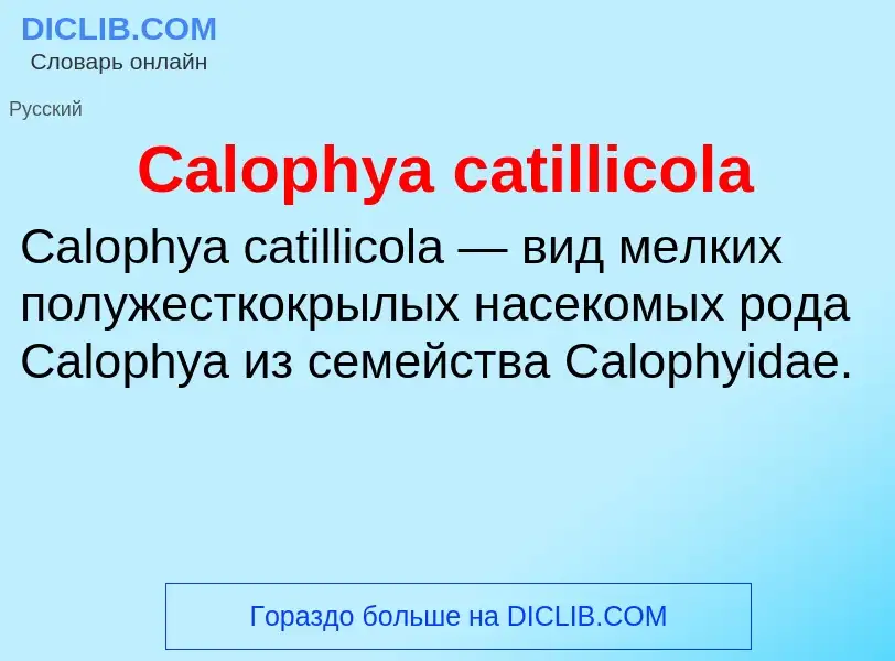 Что такое Calophya catillicola - определение