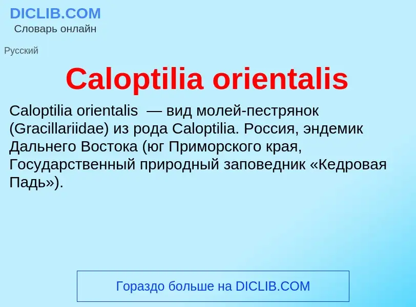 Что такое Caloptilia orientalis - определение