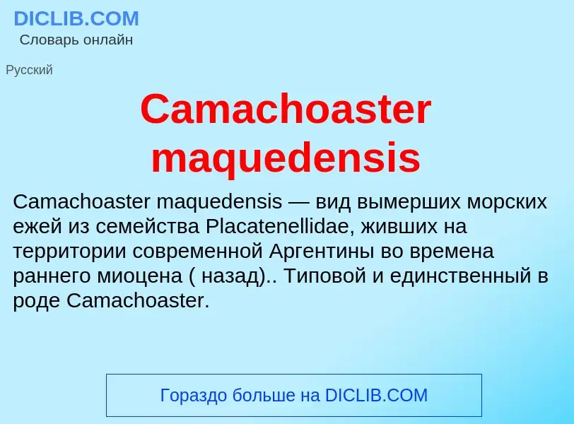 Что такое Camachoaster maquedensis - определение