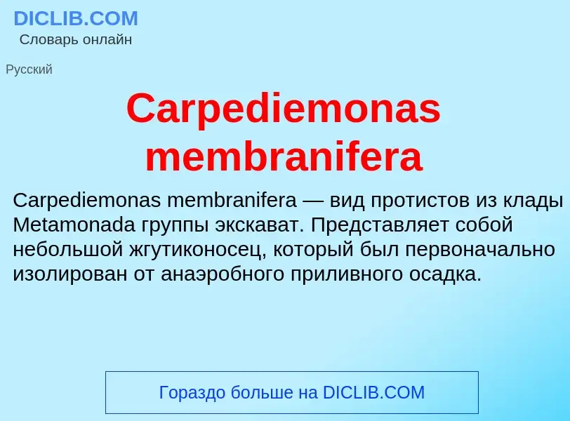 Что такое Carpediemonas membranifera - определение