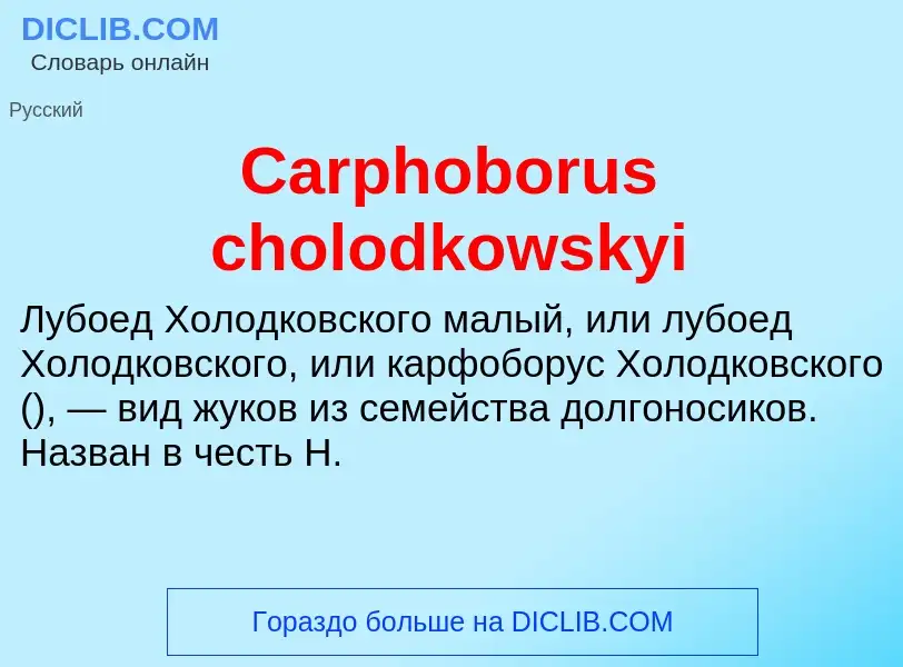 Что такое Carphoborus cholodkowskyi - определение