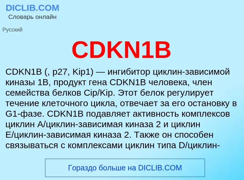 Что такое CDKN1B - определение