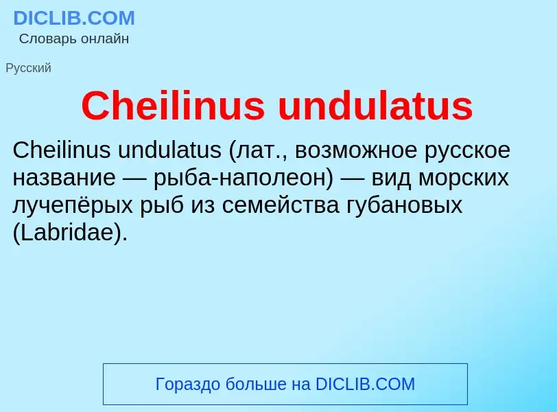 Что такое Cheilinus undulatus - определение