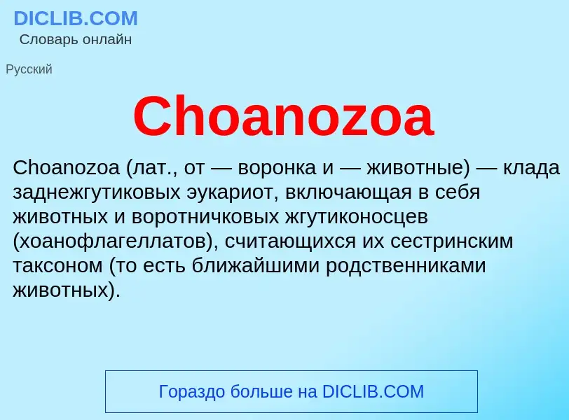 Что такое Choanozoa - определение